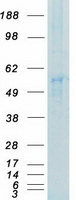 protp06241 fyn human recombinant protein