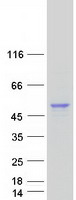 Coomassie blue staining of purified GLA protein