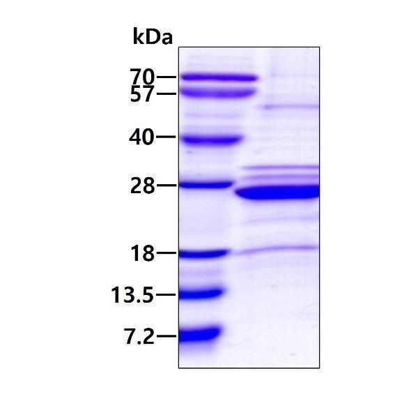 3ug by SDS-PAGE under reducing condition and visualized by coomassie blue stain