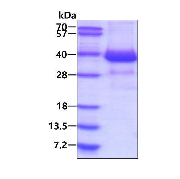 3ug by SDS-PAGE under reducing condition and visualized by coomassie blue stain