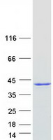 Coomassie blue staining of purified NPM1 protein