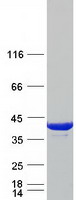 Coomassie blue staining of purified TPM3 protein