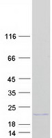 protp06899 hist1h2bj human recombinant protein