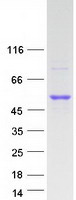 protp07098 lipf human recombinant protein