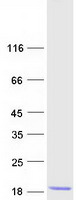 Coomassie blue staining of purified DBI protein