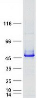 Coomassie blue staining of purified PGK2 protein