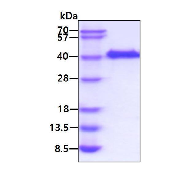 3ug by SDS-PAGE under reducing condition and visualized by coomassie blue stain