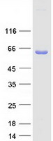protp07237 p4hb human recombinant protein