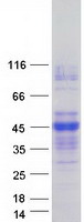 protp07307 asgr2 human recombinant protein