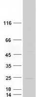 protp07315 gamma c crystallin crygc human recombinant protein