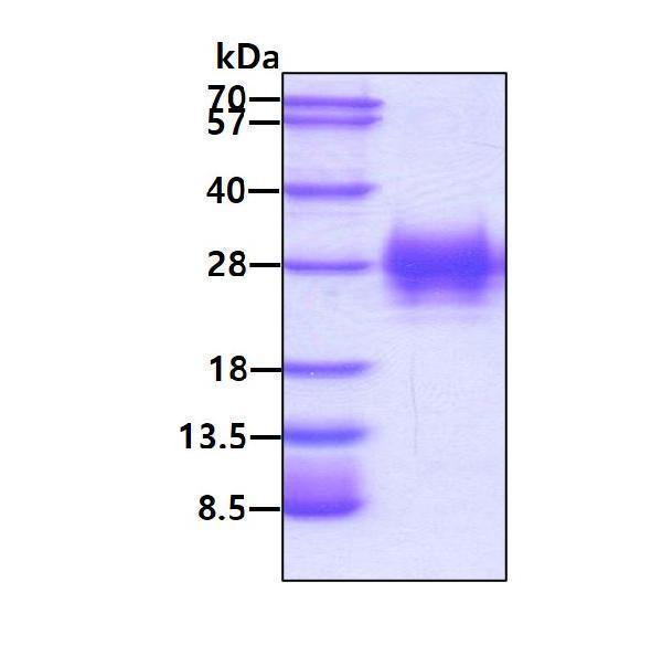 3ug by SDS-PAGE under reducing condition and visualized by coomassie blue stain