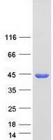 Coomassie blue staining of purified ADH1A protein