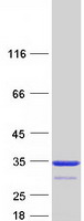 protp07451 ca3 human recombinant protein