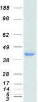 Coomassie blue staining of purified CTSB protein
