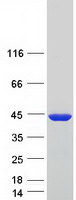 Coomassie blue staining of purified TPM2 protein