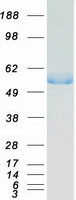 Coomassie blue staining of purified FH protein