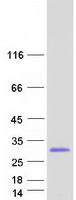 protp08134 rhoc human recombinant protein