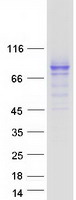 protp08195 cd98 slc3a2 human recombinant protein