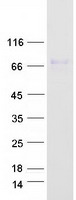 protp08253 mmp2 human recombinant protein