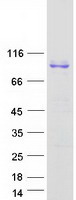 Coomassie blue staining of purified MME protein