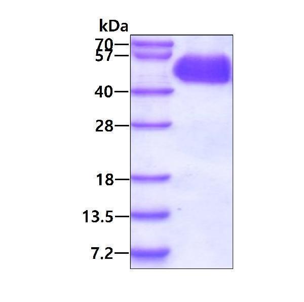 3ug by SDS-PAGE under reducing condition and visualized by coomassie blue stain