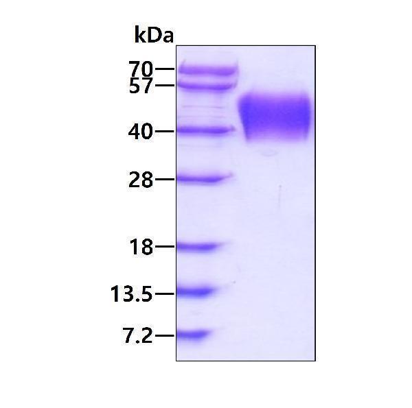 3ug by SDS-PAGE under reducing condition and visualized by coomassie blue stain