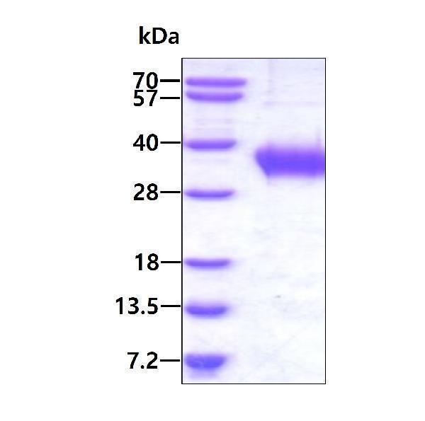 3ug by SDS-PAGE under reducing condition and visualized by coomassie blue stain