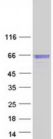 Coomassie blue staining of purified SERPINF2 protein