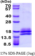 3ug by SDS-PAGE under reducing condition and visualized by coomassie blue stain