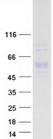 Coomassie blue staining of purified F7 protein
