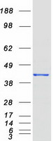 Coomassie blue staining of purified GNAI3 protein