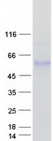 protp08887 il6r human recombinant protein