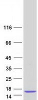 protp09105 hbq1 human recombinant protein