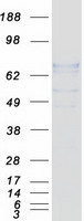 protp09172 dbh human recombinant protein
