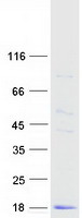 protp09228 cystatin sa cst2 human recombinant protein