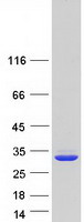 Coomassie blue staining of purified QDPR protein