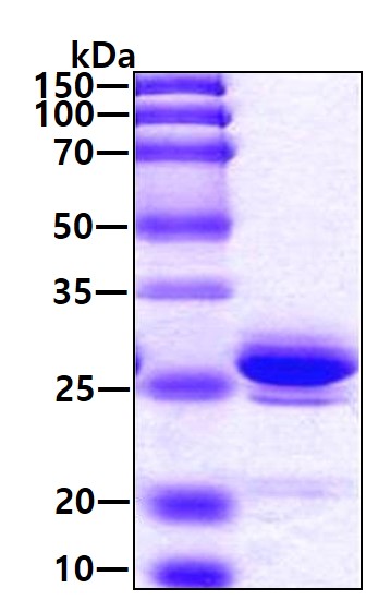 protp09429 sdspage human hmgb1 recombinant protein