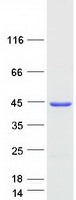 protp09496 clta human recombinant protein