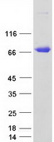 Coomassie blue staining of purified CSF1 protein