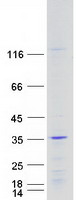 Coomassie blue staining of purified HOXC6 protein