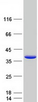 protp09651 hnrnp a1 hnrnpa1 human recombinant protein