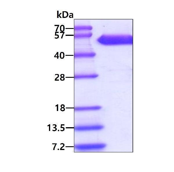 3ug by SDS-PAGE under reducing condition and visualized by coomassie blue stain