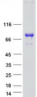 protp0c1s8 wee2 human recombinant protein