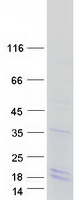 protp0c5y9 histone h2a bbd h2afb1 human recombinant protein