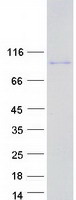 protp0c7v6 supt20hl2 human recombinant protein