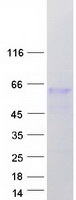 protp0c7w8 fam90a13 human recombinant protein