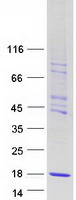protp0cg13 chtf8 human recombinant protein