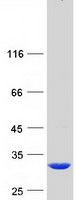 protp0cg29 gstt2 human recombinant protein