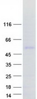 protp0cg40 transcription factor sp9 sp9 human recombinant protein