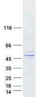 Coomassie blue staining of purified PNMA6A protein